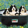 thfarm3.gif (9297 bytes)