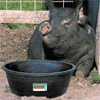 thfarm4.gif (9970 bytes)
