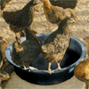 thfeed1.gif (11274 bytes)
