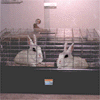 thimix1.gif (7603 bytes)